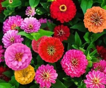 花种什么时候播种最好