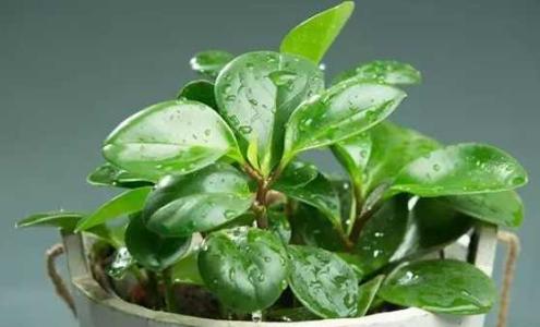 维生素b12怎样浇花