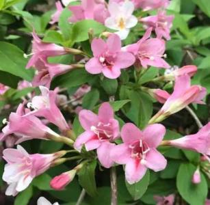锦带花适合室内养殖吗