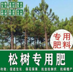 松树用什么肥料最好