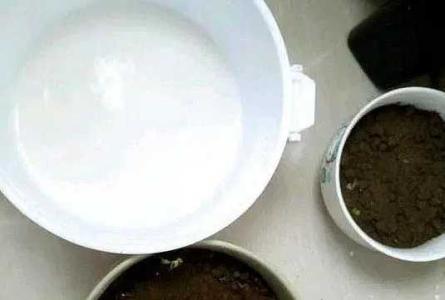 牛奶坏了可以浇花吗