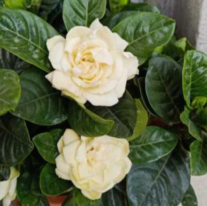大叶栀子花什么时候开花