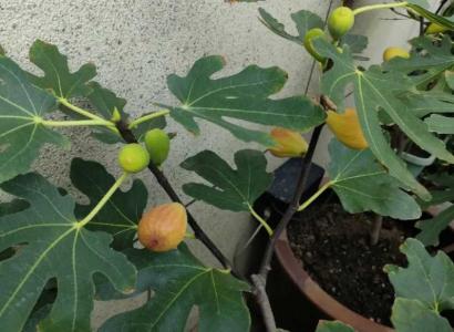 无花果叶面能喷水吗