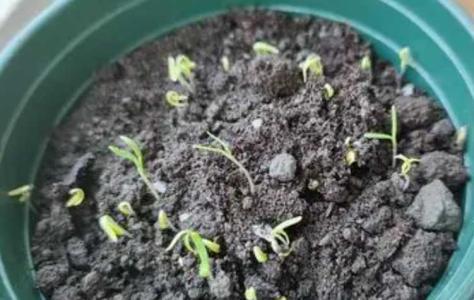 菊花发芽后怎么处理