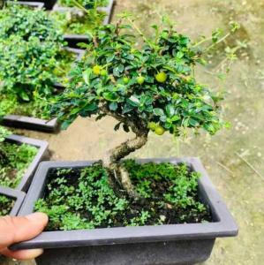 茶树在室内养好不好