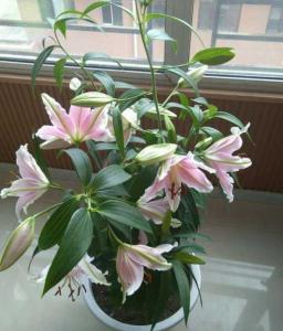 种百合用什么花盆好