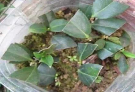 茶花剪枝插能不能生根