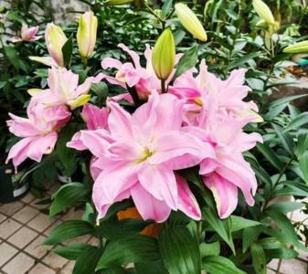 香水百合怎样才能二次开花