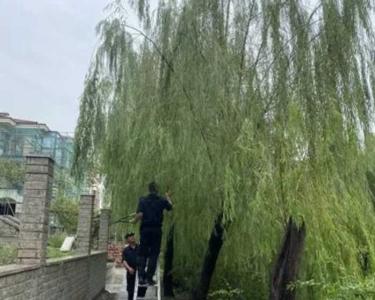 请问柳树什么时候可以修剪