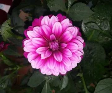 小丽花第二年还能出来吗