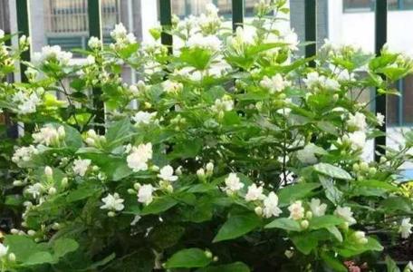 茉莉花能不能用营养土