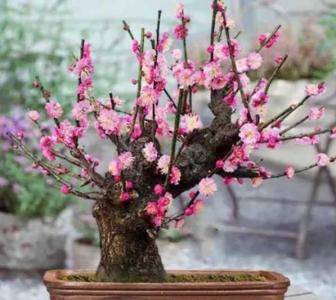 梅花秋季可以移栽吗