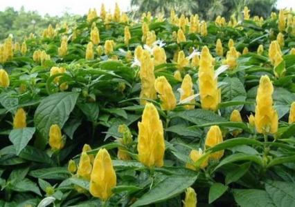 金苞花和黄金塔的区别