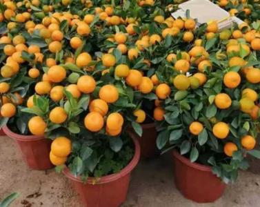 砂糖橘树盆栽种植方法