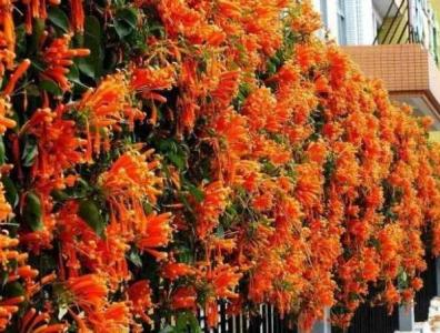 炮仗花怎样种才茂盛