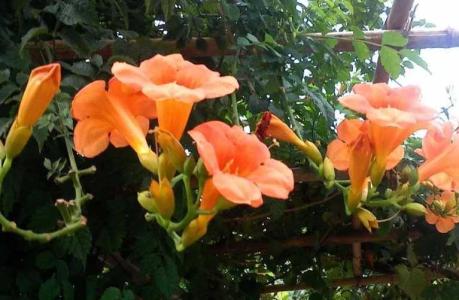 非洲凌霄花可以露地过冬吗
