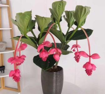 宝莲灯花的养殖方法