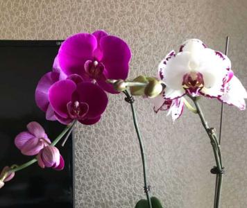 蝴蝶兰花谢了花梗是否剪卓