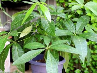 发财树特点有哪些 简单