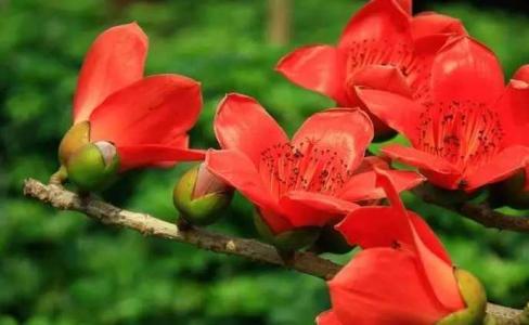 木棉花适合什么地方种