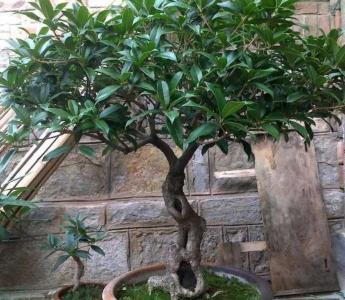 桂花树怎么种植方法
