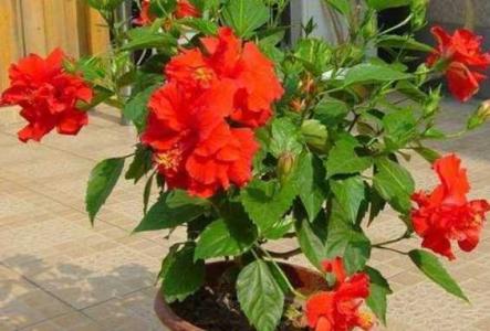 扶桑花在家养好不好