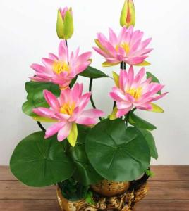 新品圣莲花盆栽
