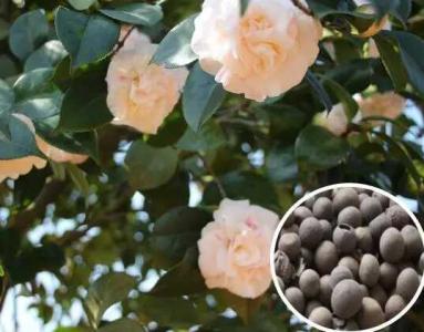 茶花种子什么时候种