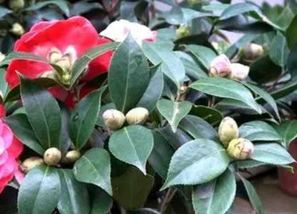 山茶花的种植方法和注意事项