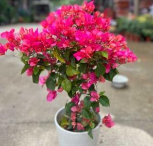 三角梅花开败后怎么修剪