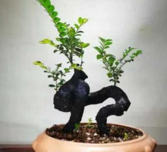 黑骨茶会开花结果么