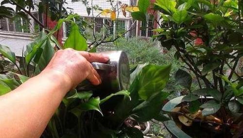 凉开水浇花好吗