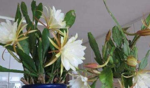 种植昙花对土质有要求吗