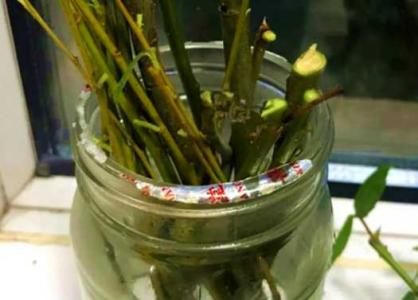 柳树枝泡水浇花要稀释