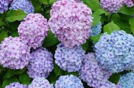种绣球花有什么禁忌