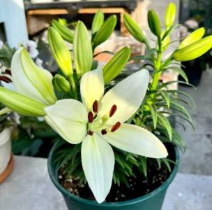 盆栽百合花冬天怎么养