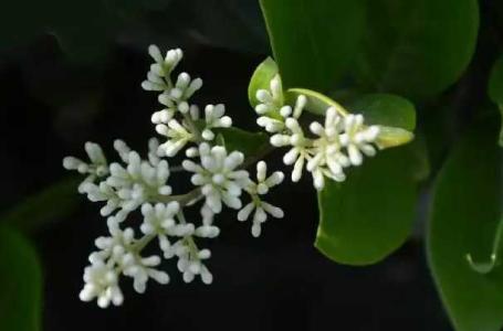 冬青花有毒吗