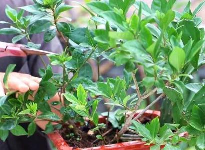 栀子花重剪什么时候合适