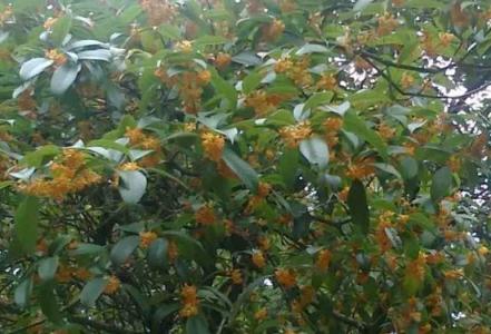 为什么家门口不能种桂花树