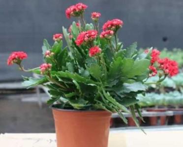 长寿花浇水多了怎么办