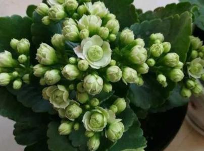 长寿花什么时候栽最好