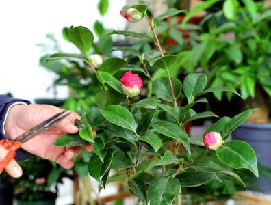 茶花能剪枝吗