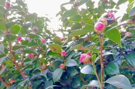 茶花树会结果实吗