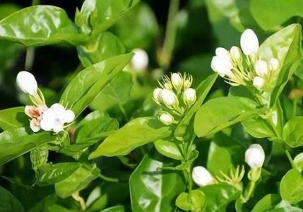 茉莉花适合阳光照射吗