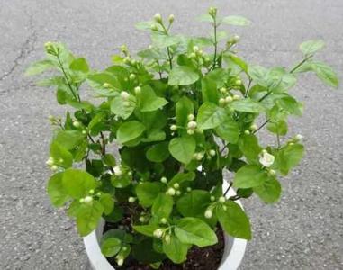 茉莉花七月份换盆可以吗
