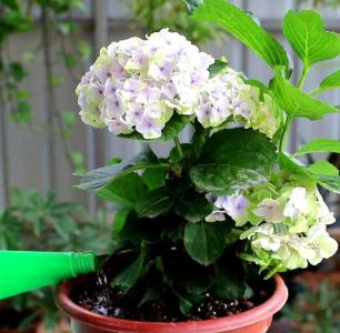 绣球花多久施肥一次