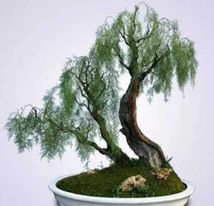 柳树可以做盆景养在家里好吗