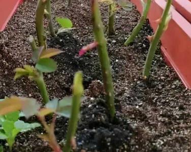 怎么插月季花成活率高