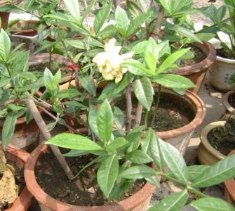 栀子花小苗长多高可以摘心