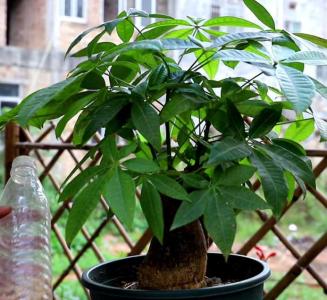如何让发财树枝叶茂盛